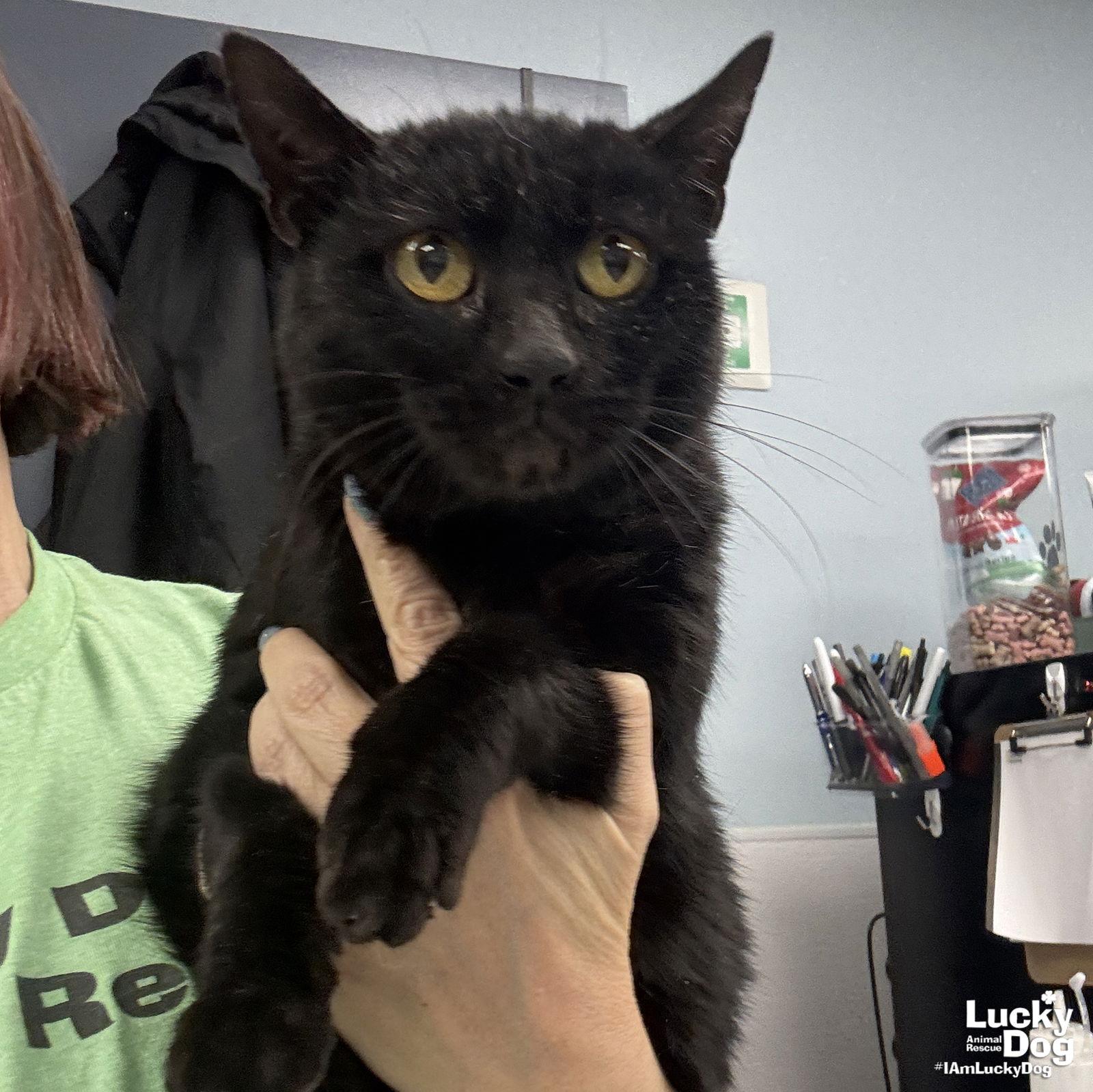 Enlarge Alice, a Adopted Domestic Short Hair in Washington, DC image 2/3