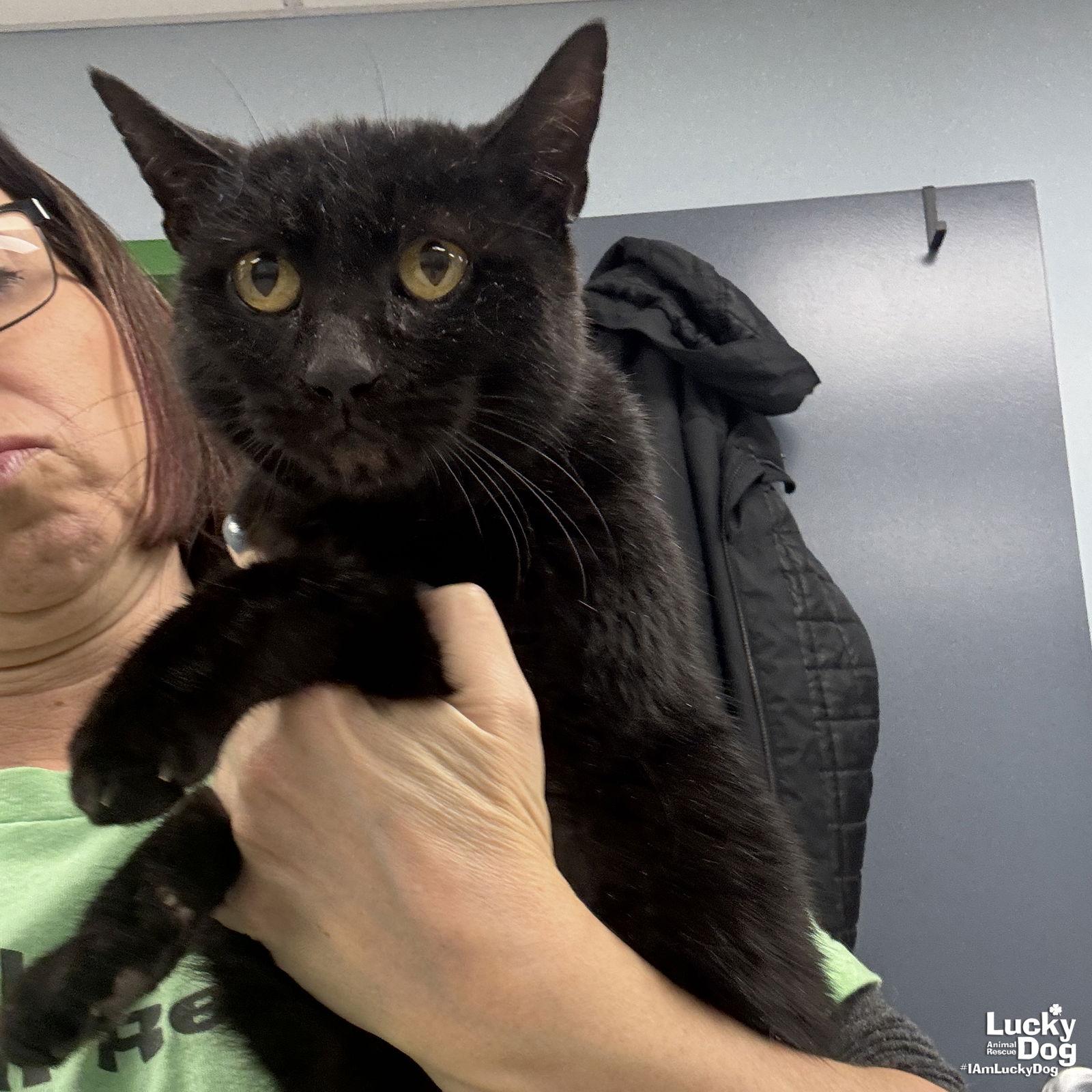 Enlarge Alice, a Adopted Domestic Short Hair in Washington, DC image 3/3