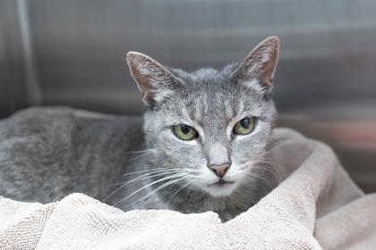 89399a Lily-Pounce Cat Cafe, Adoptable, Adult Female Domestic Short Hair & Domestic Short Hair.