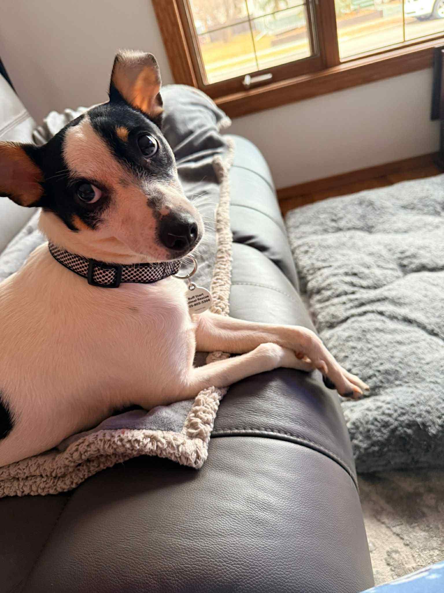 Puka, ADOPTABLE, Adult Female Jack Russell Terrier.