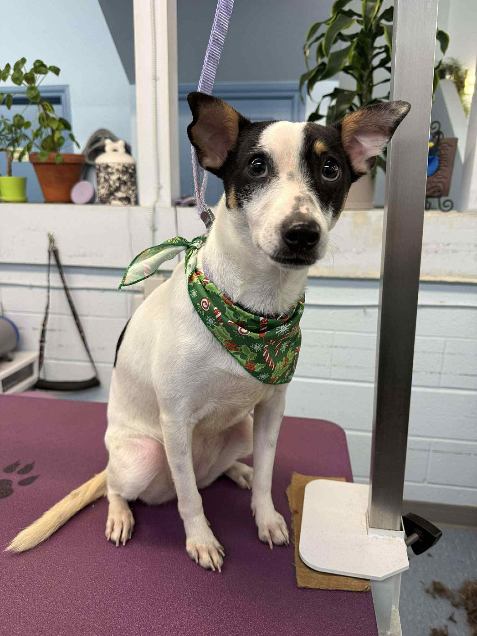 Enlarge Puka, a ADOPTABLE mixed breed in Dunmore, AB image 2/5