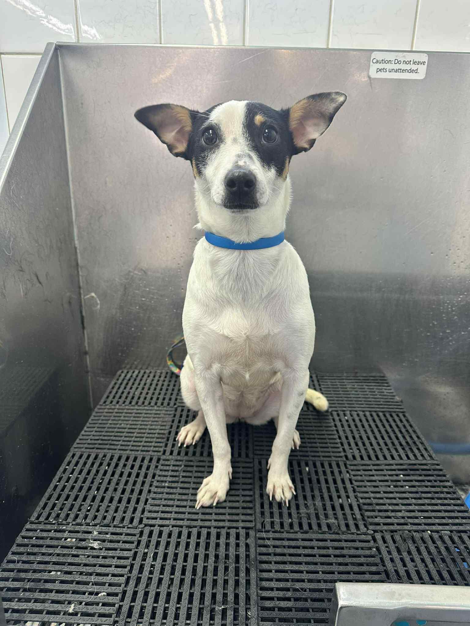 Enlarge Puka, a ADOPTABLE mixed breed in Dunmore, AB image 3/5