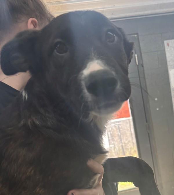 Enlarge Ryley, a Adoptable mixed breed in Campbellsville, KY image 1/1