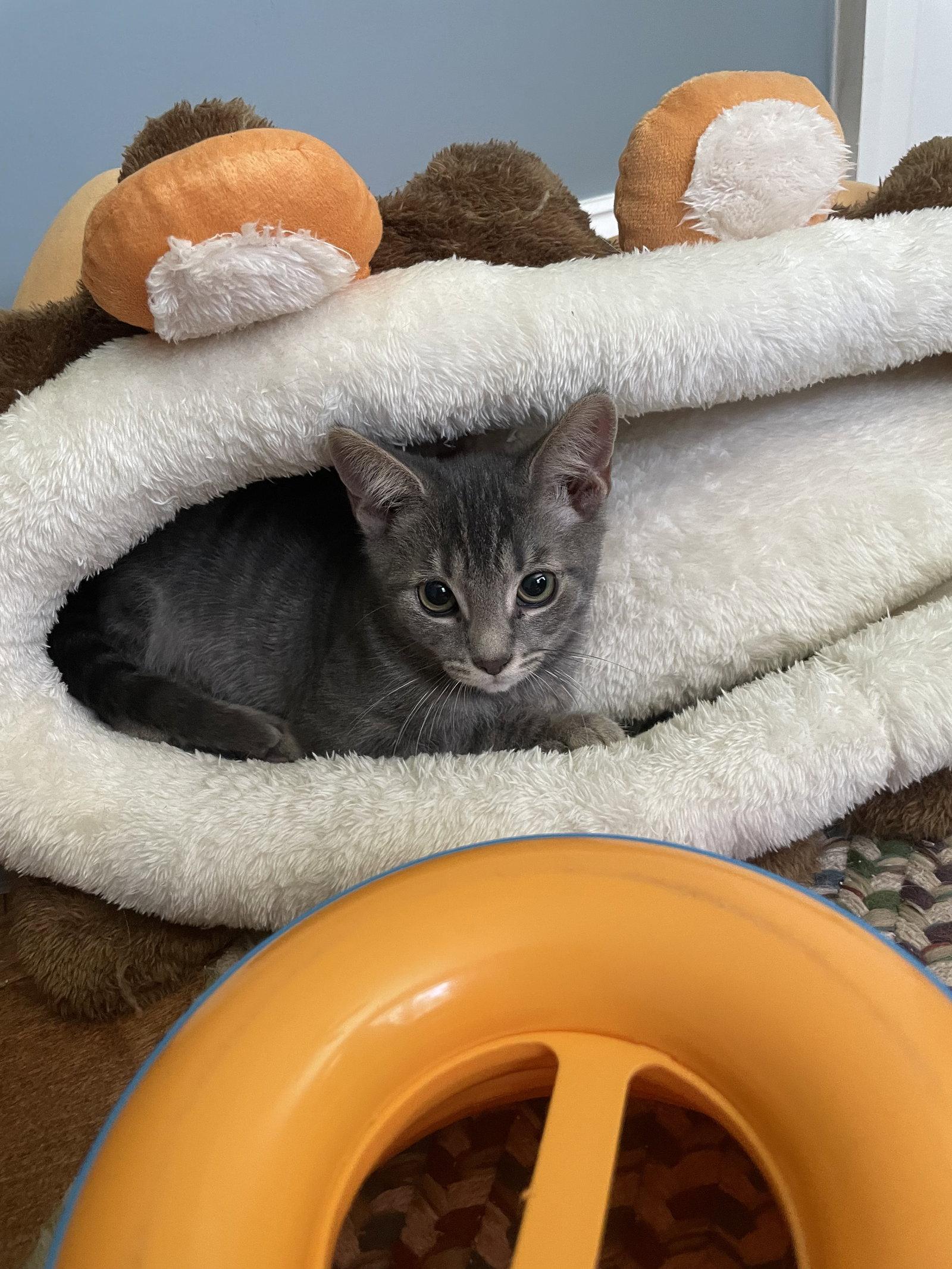Enlarge Theodore, a Adoptable Domestic Short Hair in King George, VA image 1/3