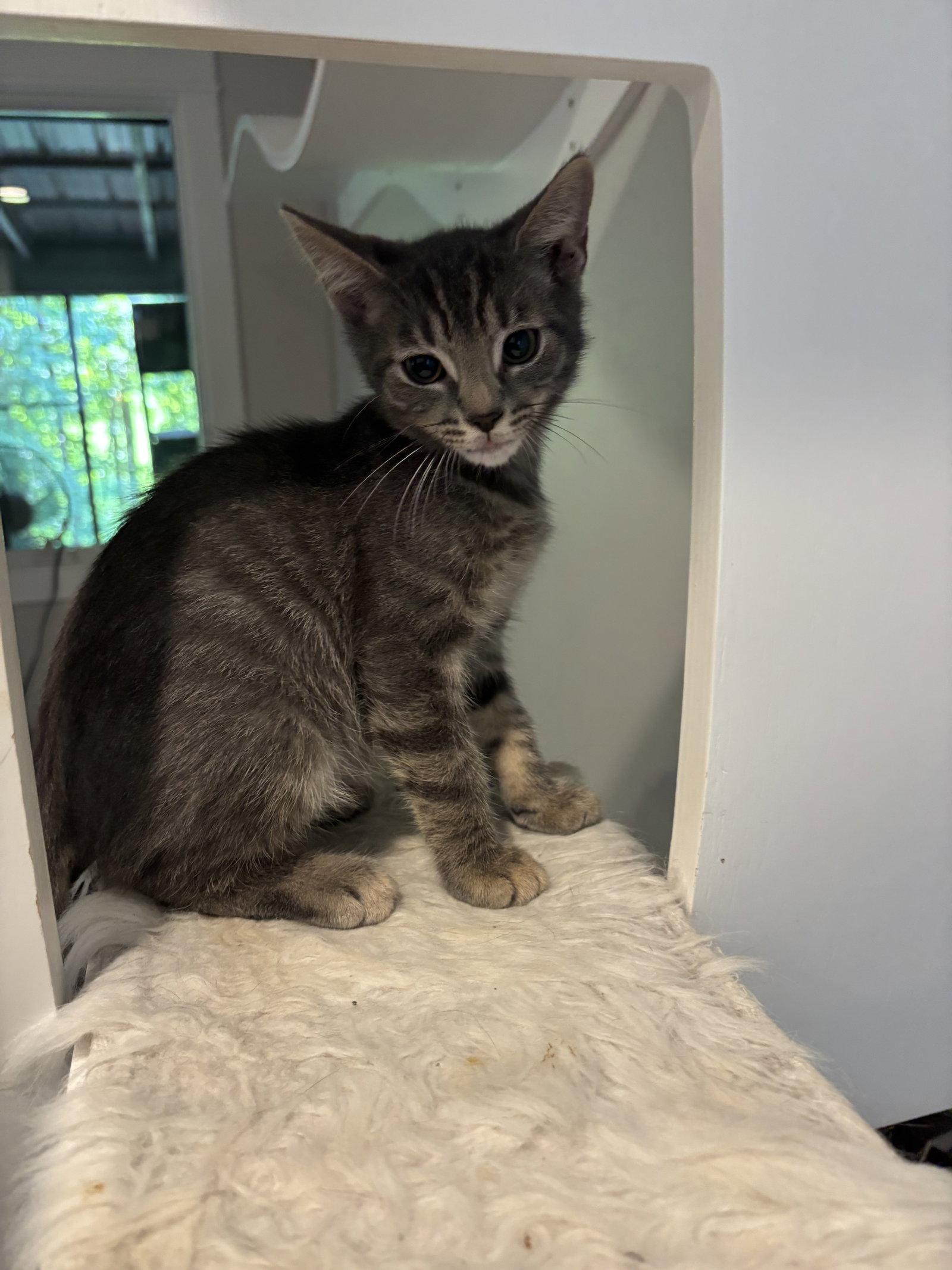 Enlarge Theodore, a Adoptable Domestic Short Hair in King George, VA image 2/3