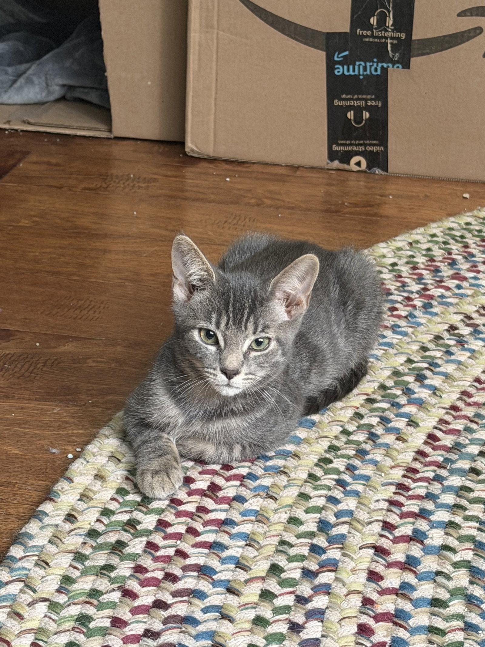 Enlarge Theodore, a Adoptable Domestic Short Hair in King George, VA image 3/3