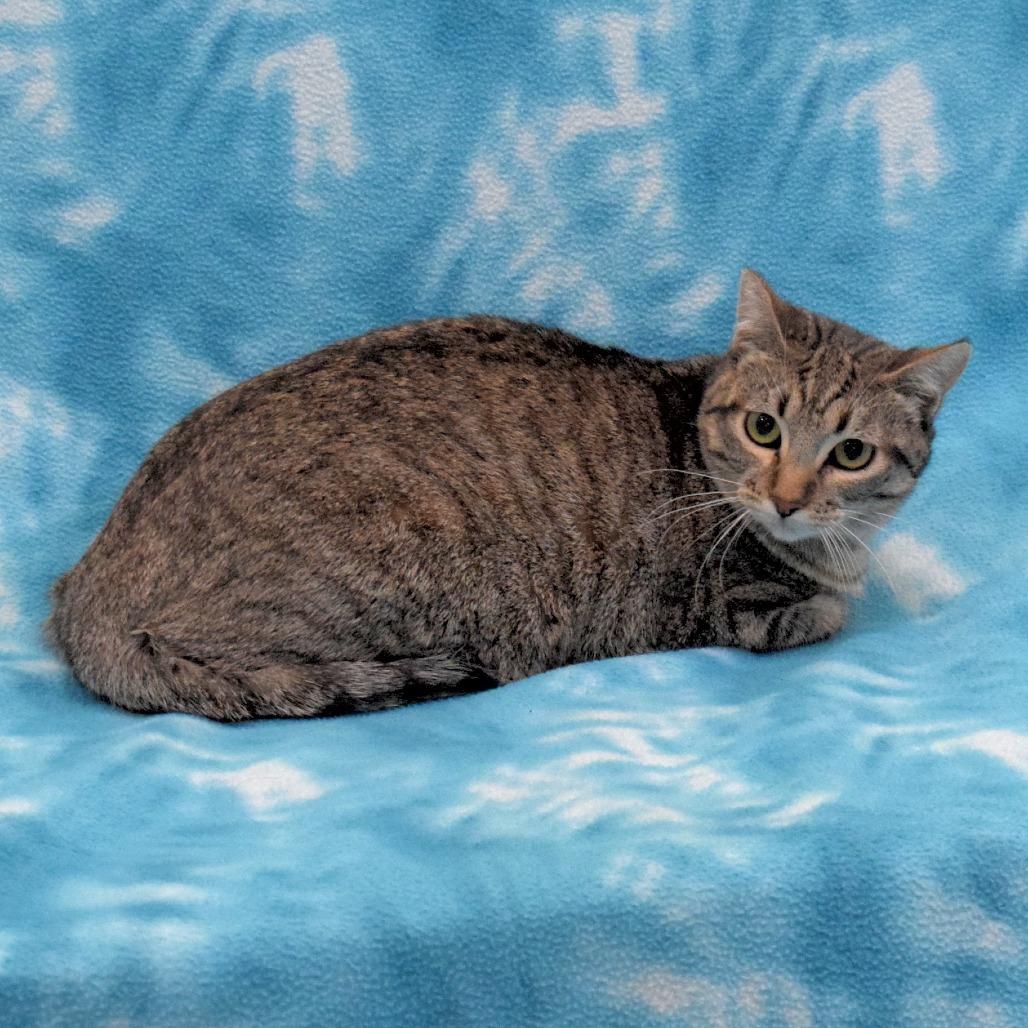 Journey, Adoptable, Young Female Domestic Short Hair.