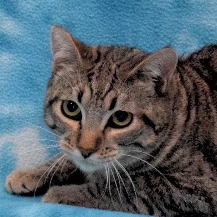 Journey, a Adoptable Domestic Short Hair in Eureka, CA image 3/3
