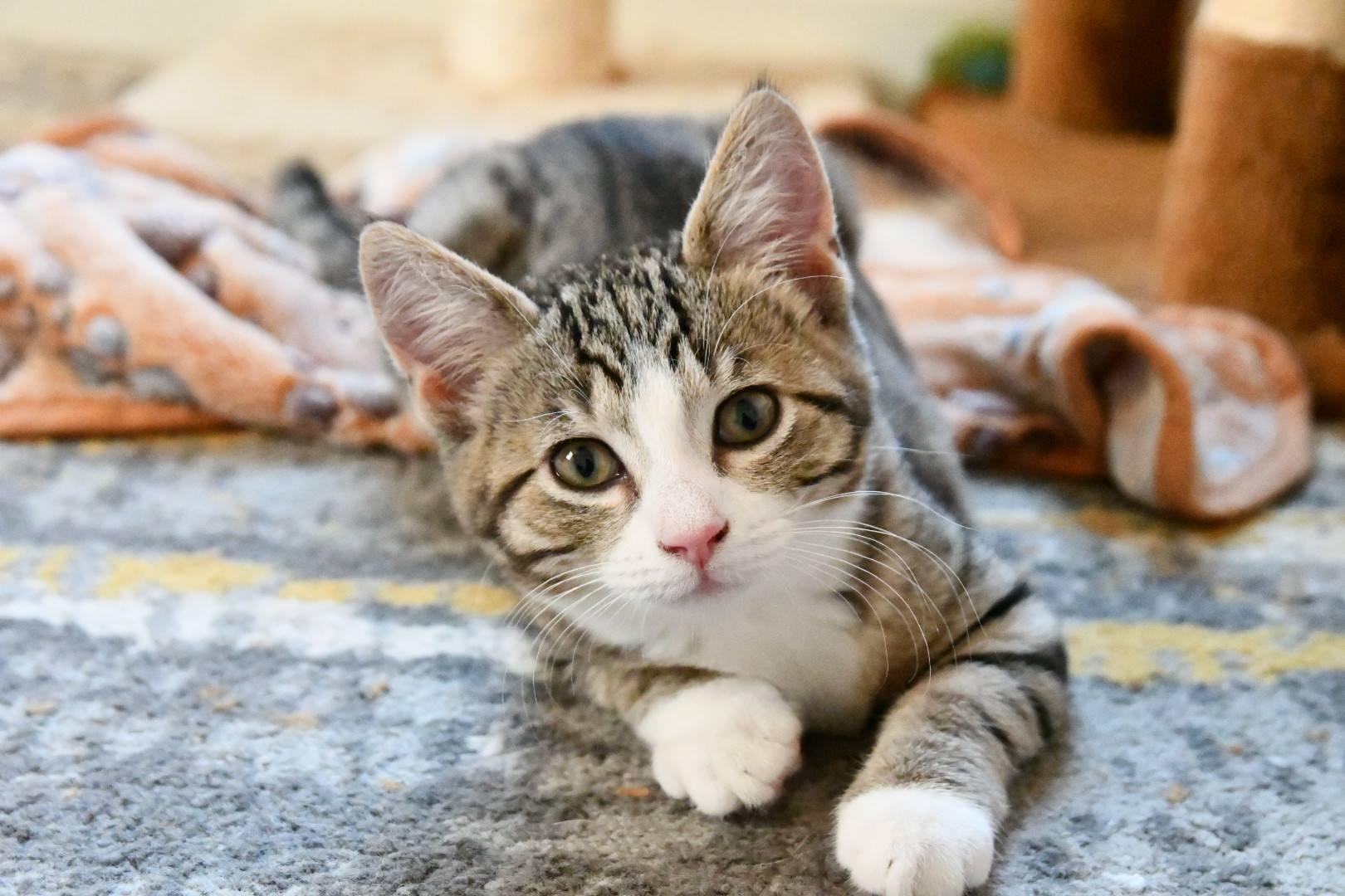 Enlarge Jackie Rabbit, a Adopted Domestic Short Hair in McDonald, PA image 1/1