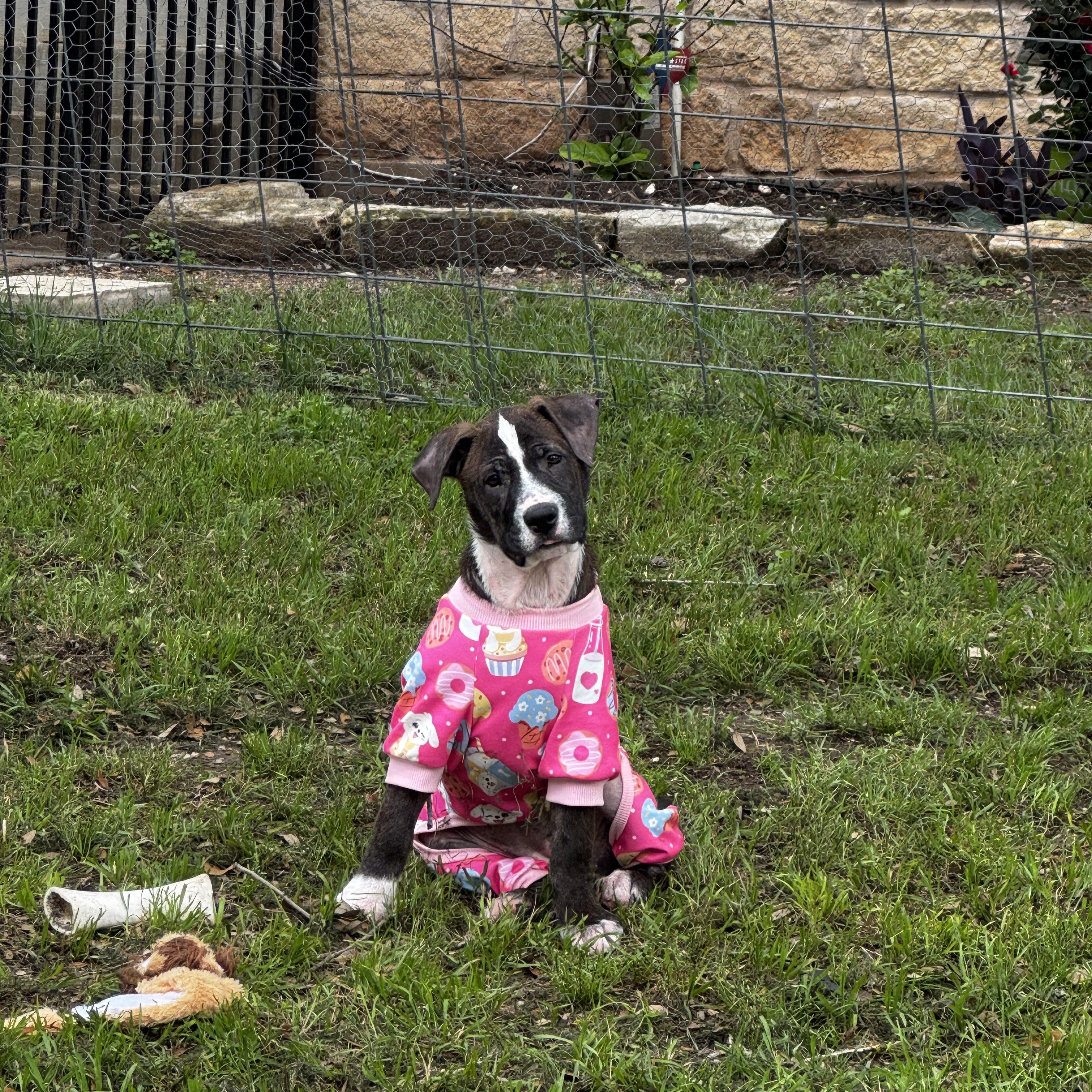 Blair (Billie), a Adoptable mixed breed in Jackson , MI image 3/6