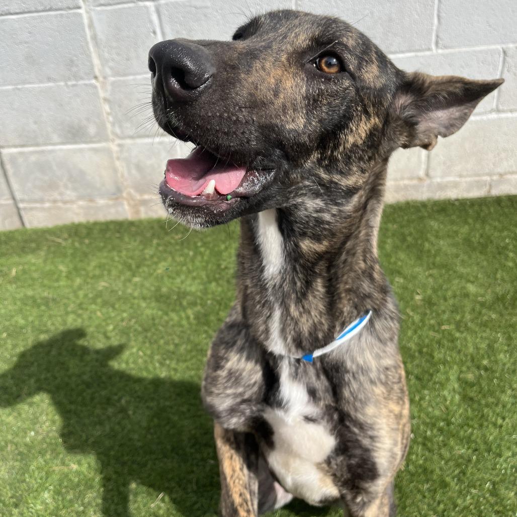 Yeti, Adoptable, Adult Male Belgian Shepherd / Malinois.