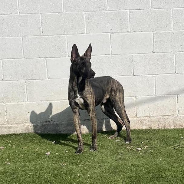 Yeti, a Adoptable Belgian Shepherd / Malinois in Laredo, TX image 3/6