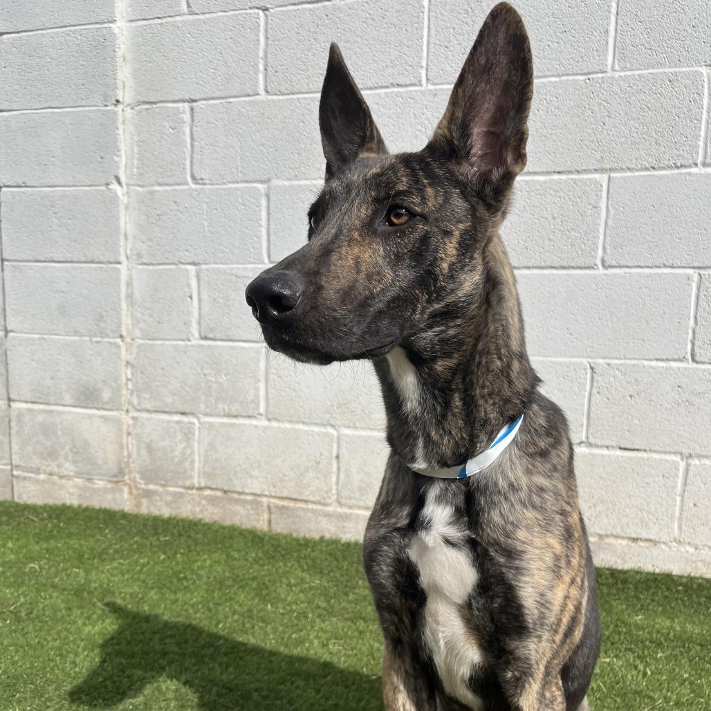 Yeti, a Adoptable Belgian Shepherd / Malinois in Laredo, TX image 4/6