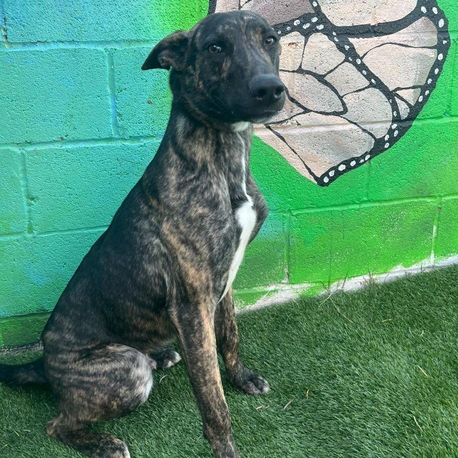 Yeti, a Adoptable Belgian Shepherd / Malinois in Laredo, TX image 5/6
