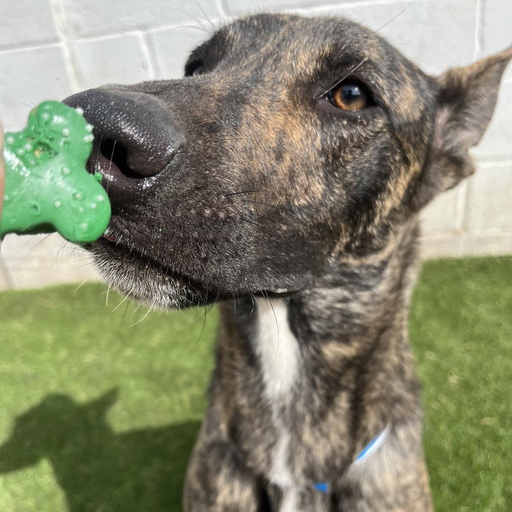 Yeti, a Adoptable Belgian Shepherd / Malinois in Laredo, TX image 6/6
