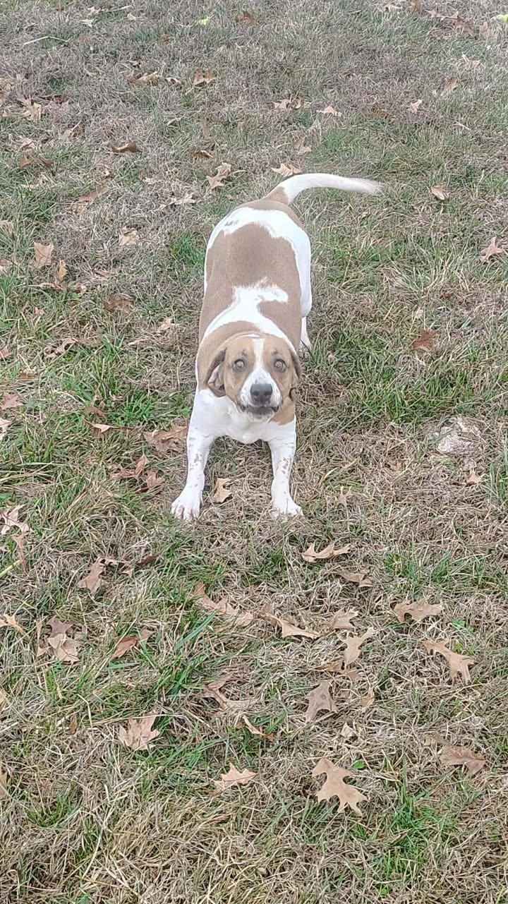 Betty, a ADOPTABLE Beagle in Brownstown, IN image 3/3