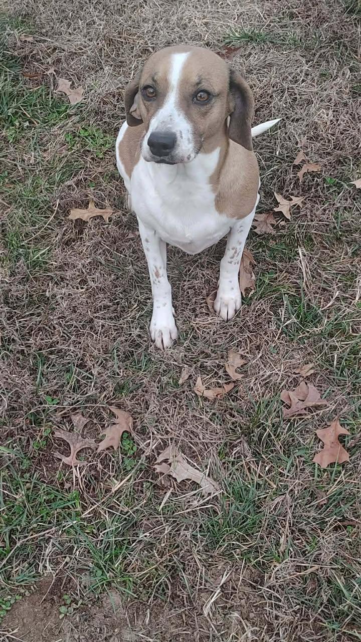 Betty, ADOPTABLE, Adult Female Beagle.
