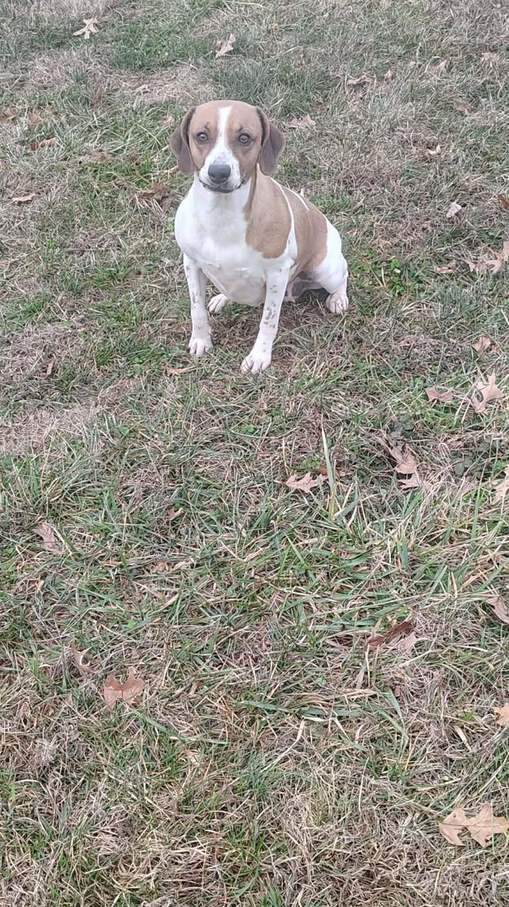 Betty, a ADOPTABLE Beagle in Brownstown, IN image 2/3