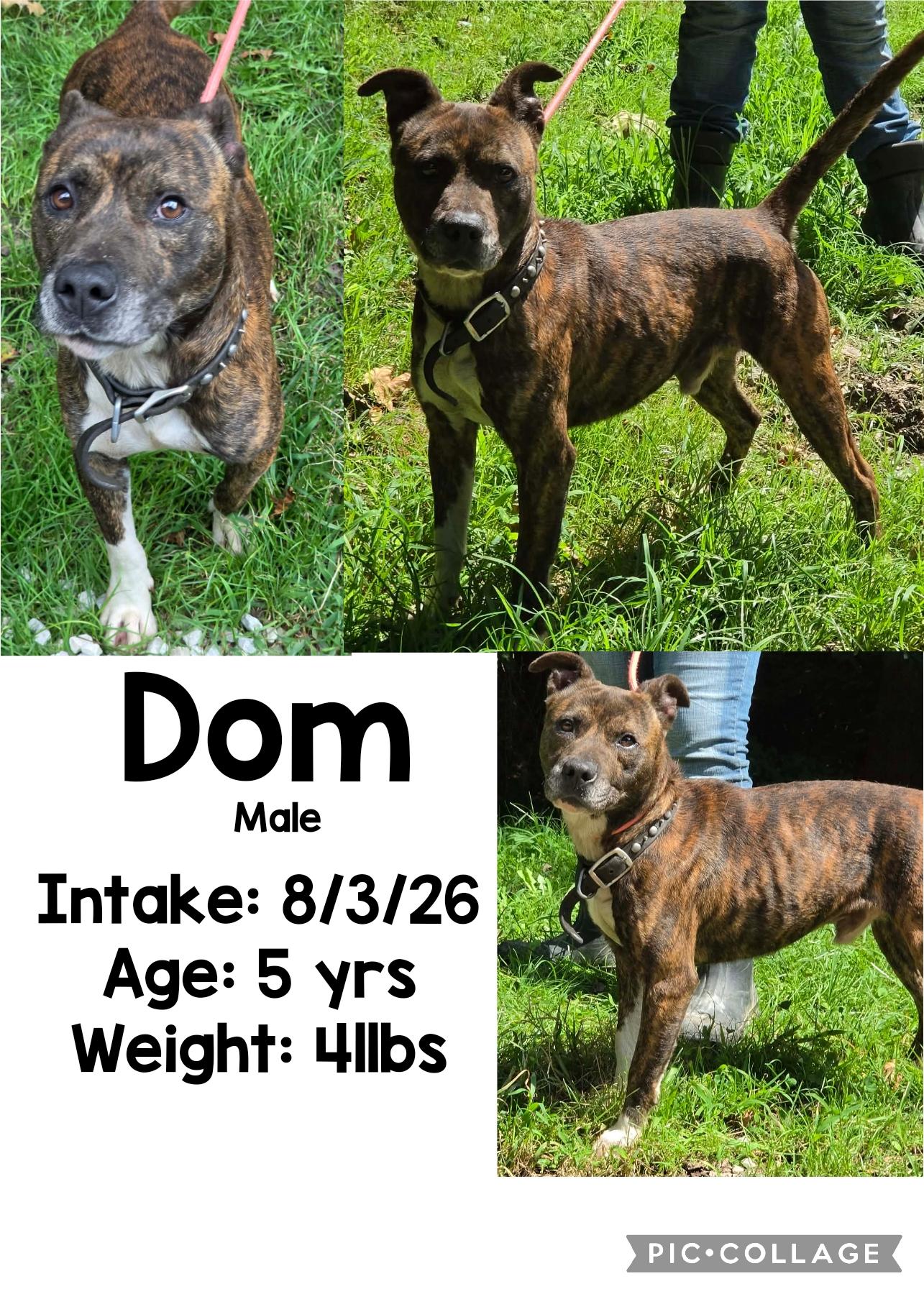 Dom, Adoptable, Adult Male Terrier.