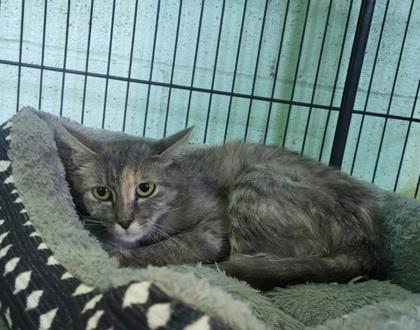 Cassie, Adoptable, Adult Female Domestic Short Hair.