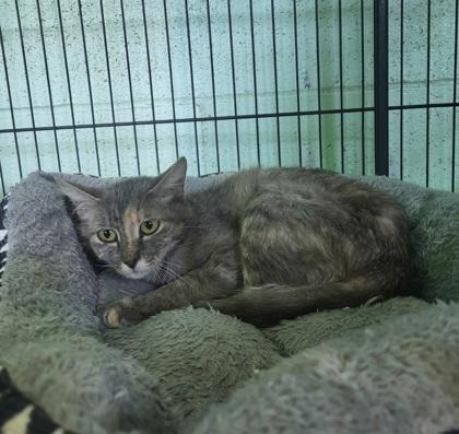 Cassie, a Adoptable mixed breed in Grove, OK image 2/2