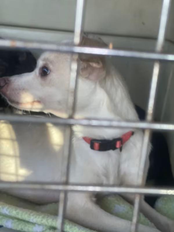 Enlarge Russell, a Adoptable Mixed Breed in Northlake, IL image 5/5