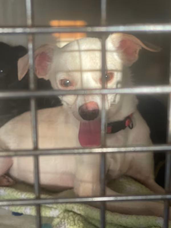 Enlarge Russell, a Adoptable Mixed Breed in Northlake, IL image 3/5