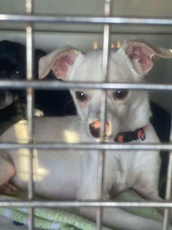 Enlarge Russell, a Adoptable Mixed Breed in Northlake, IL image 2/5