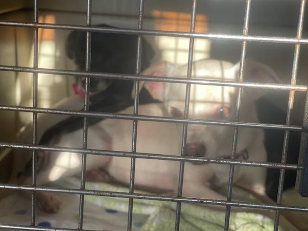 Enlarge Russell, a Adoptable Mixed Breed in Northlake, IL image 4/5