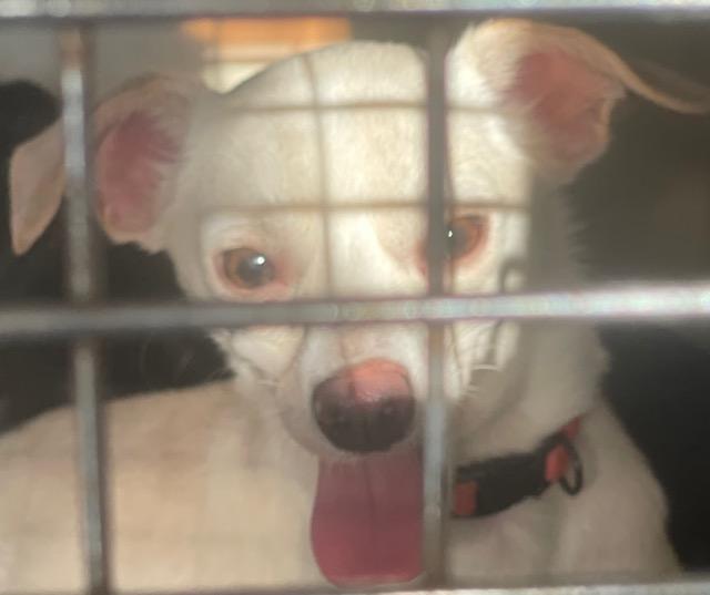 Enlarge Russell, a Adoptable Mixed Breed in Northlake, IL image 1/5