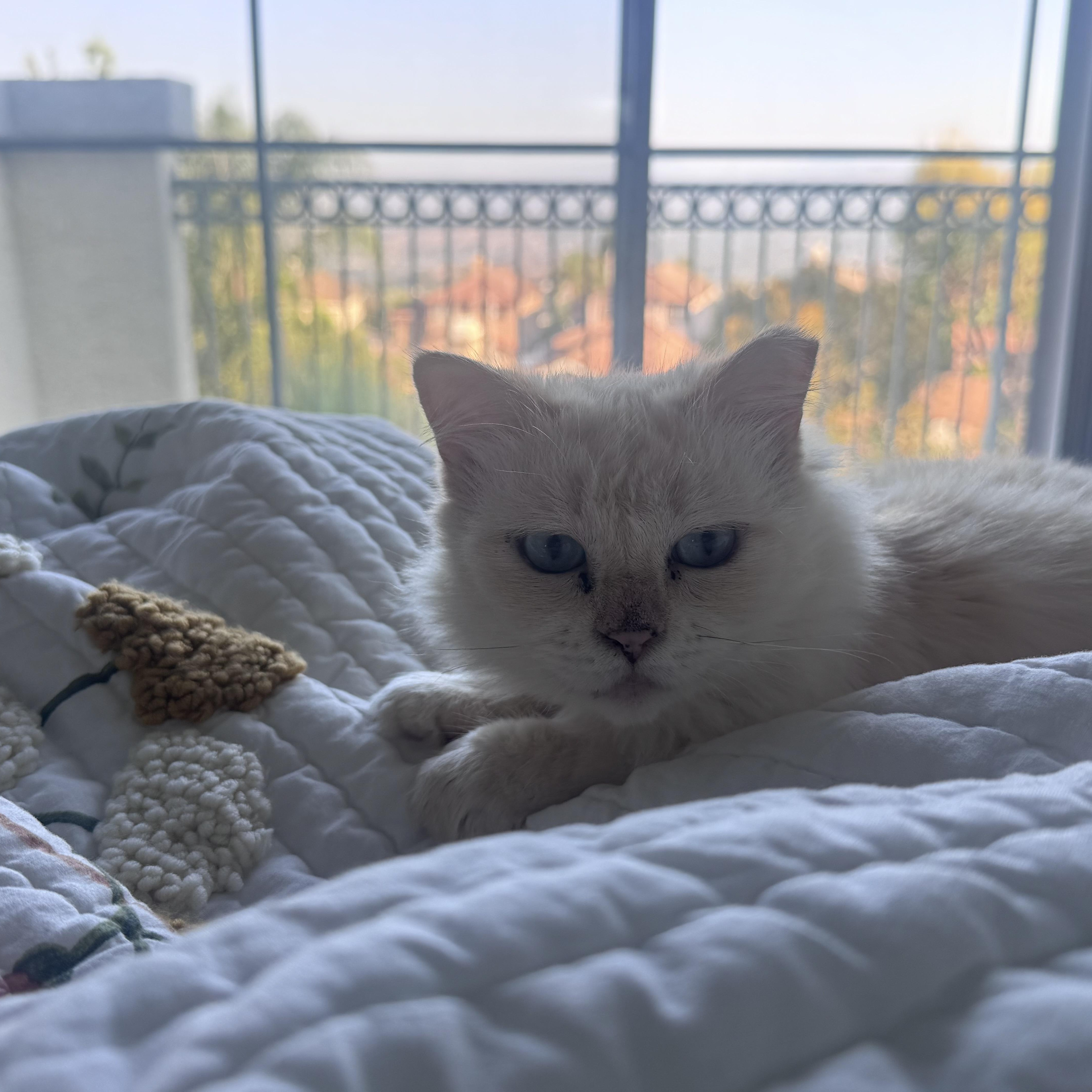Enlarge Harlow, a Adoptable Ragdoll in Santa Ana, CA image 4/5