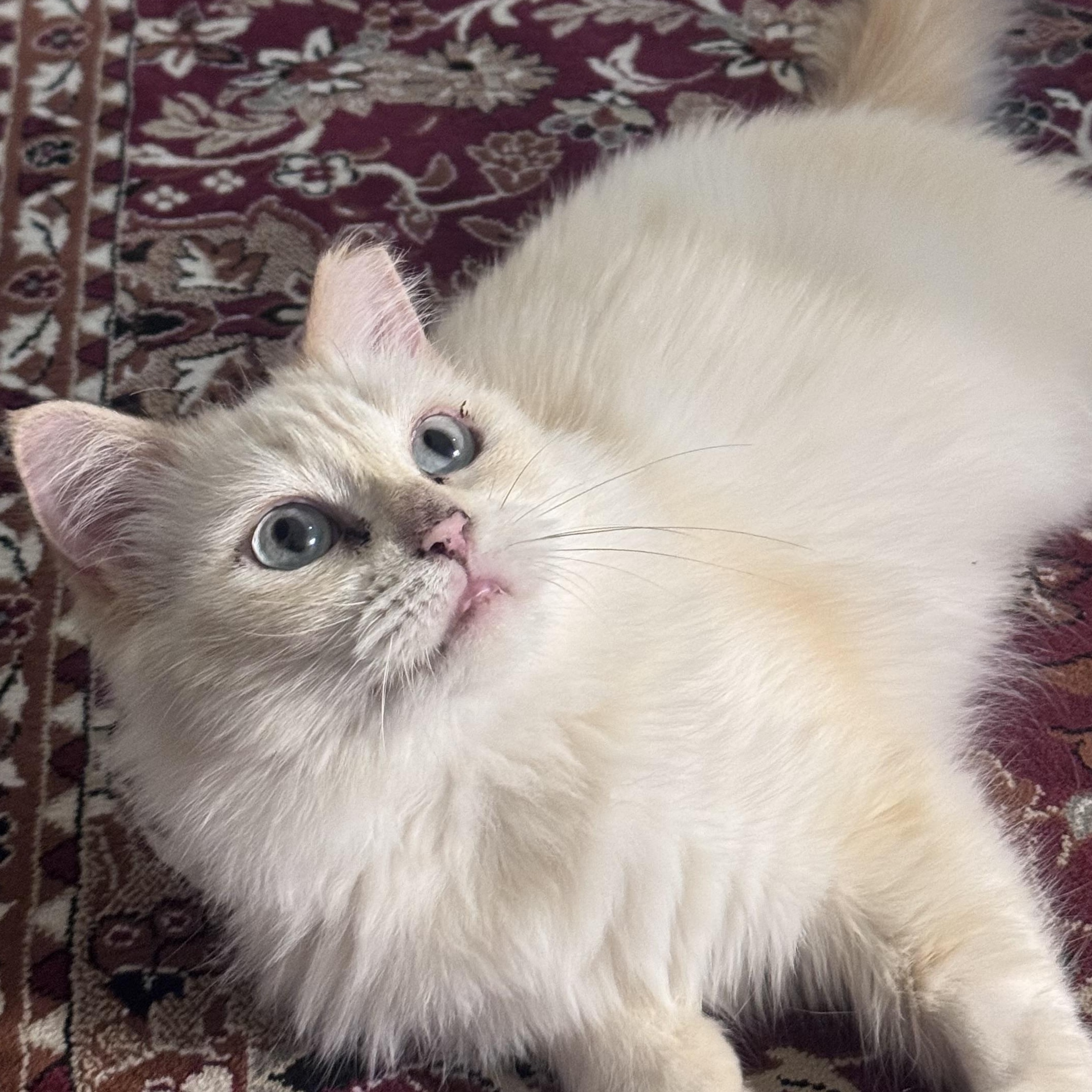 Harlow, Adoptable, Adult Female Ragdoll.