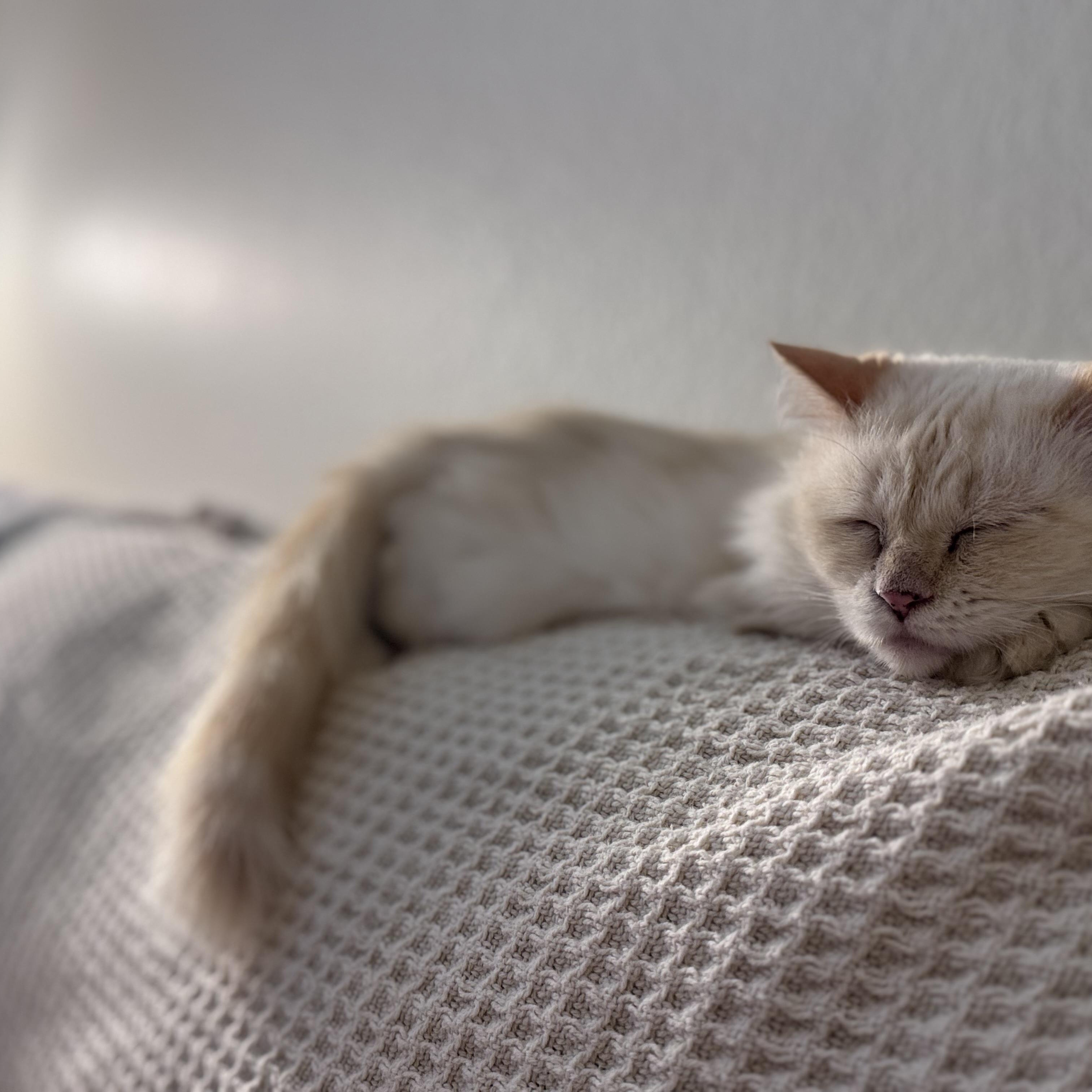 Enlarge Harlow, a Adoptable Ragdoll in Santa Ana, CA image 3/5