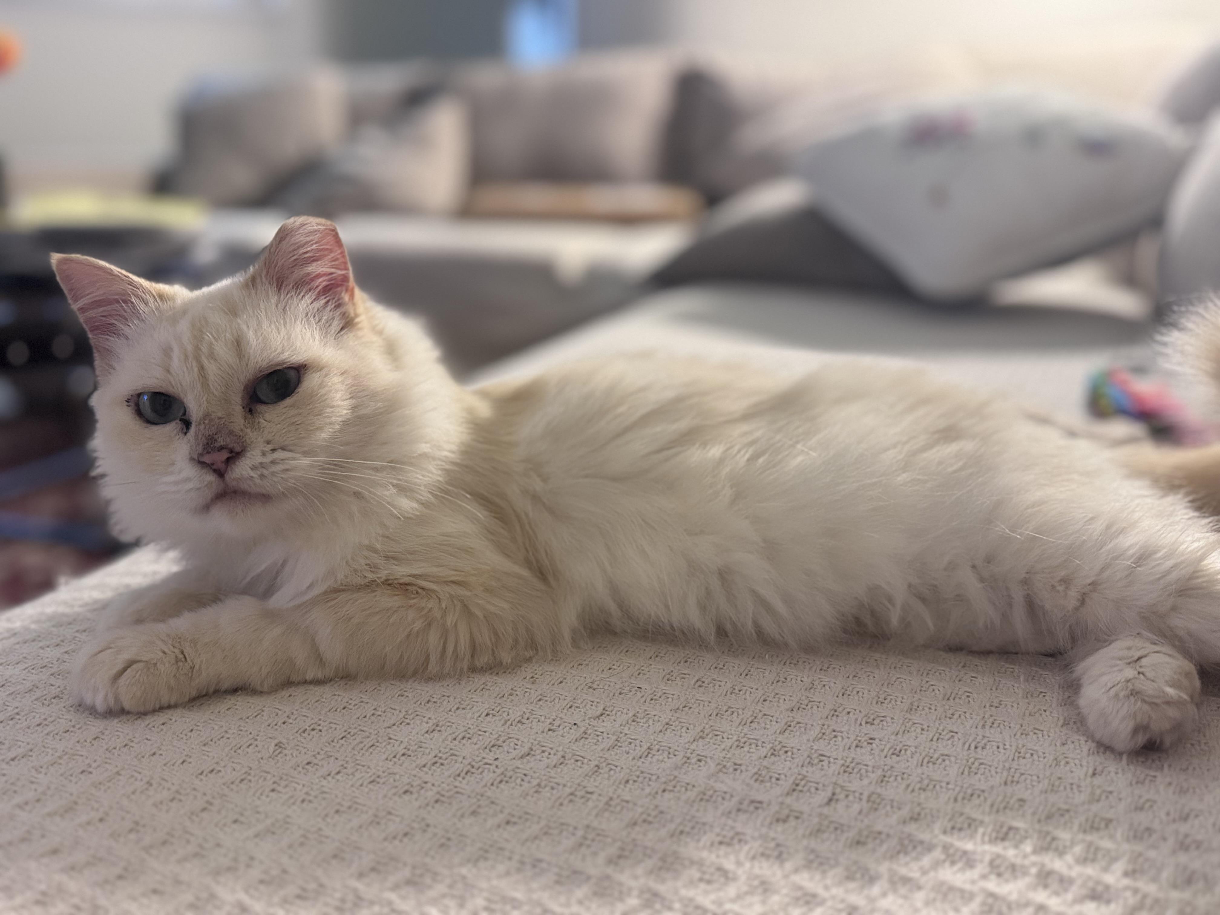 Enlarge Harlow, a Adoptable Ragdoll in Santa Ana, CA image 2/5