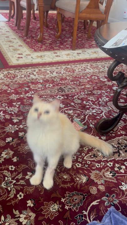 Enlarge Harlow, a Adoptable Ragdoll in Santa Ana, CA video 5/5
