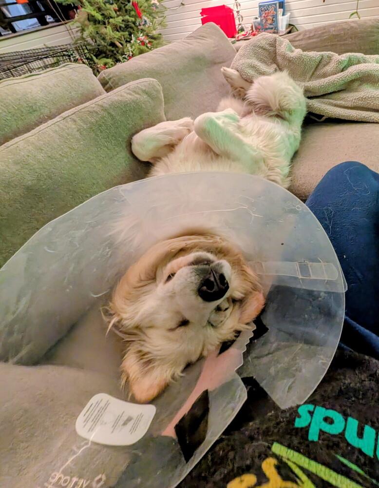 Monica, Adoptable, Adult Female Great Pyrenees.