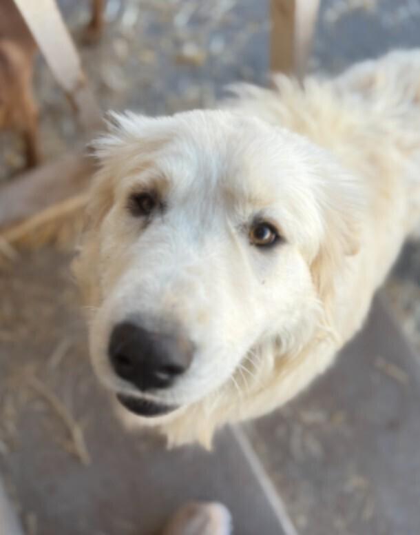 Enlarge Monica, a Adoptable Great Pyrenees in Denver, CO image 3/6