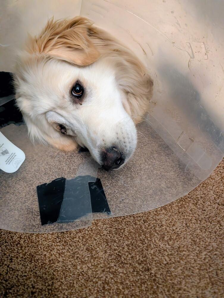 Enlarge Monica, a Adoptable Great Pyrenees in Denver, CO image 4/6