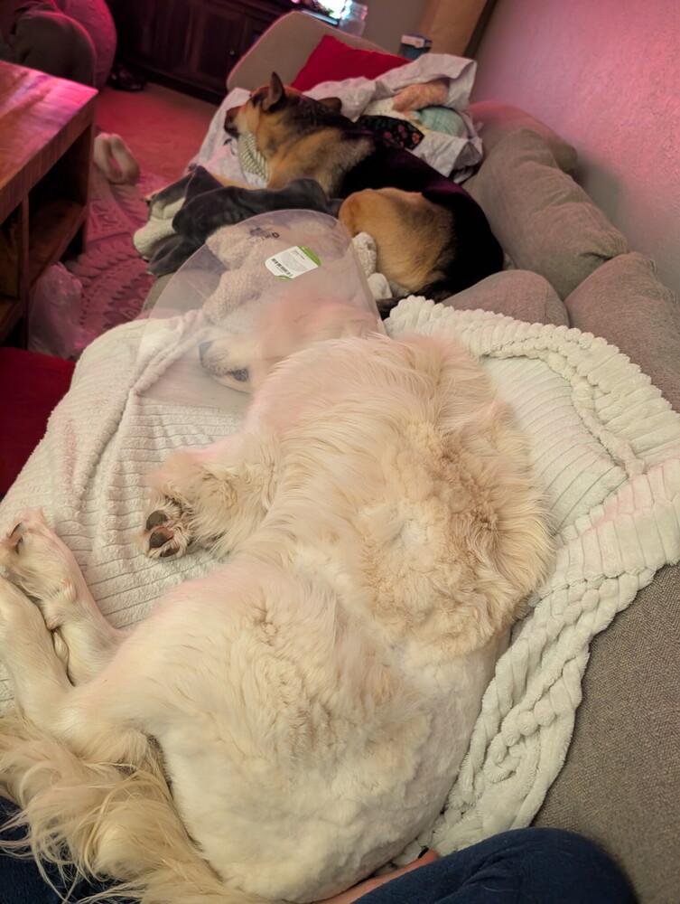 Enlarge Monica, a Adoptable Great Pyrenees in Denver, CO image 5/6