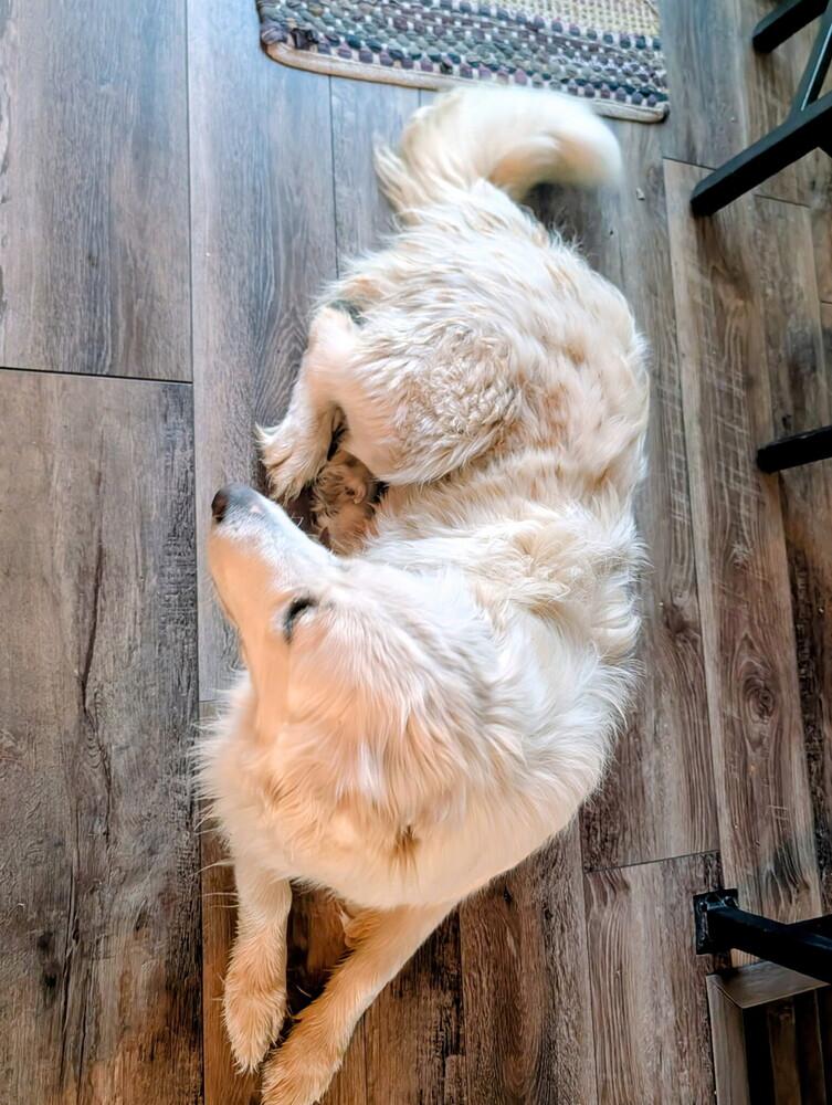 Enlarge Monica, a Adoptable Great Pyrenees in Denver, CO image 6/6