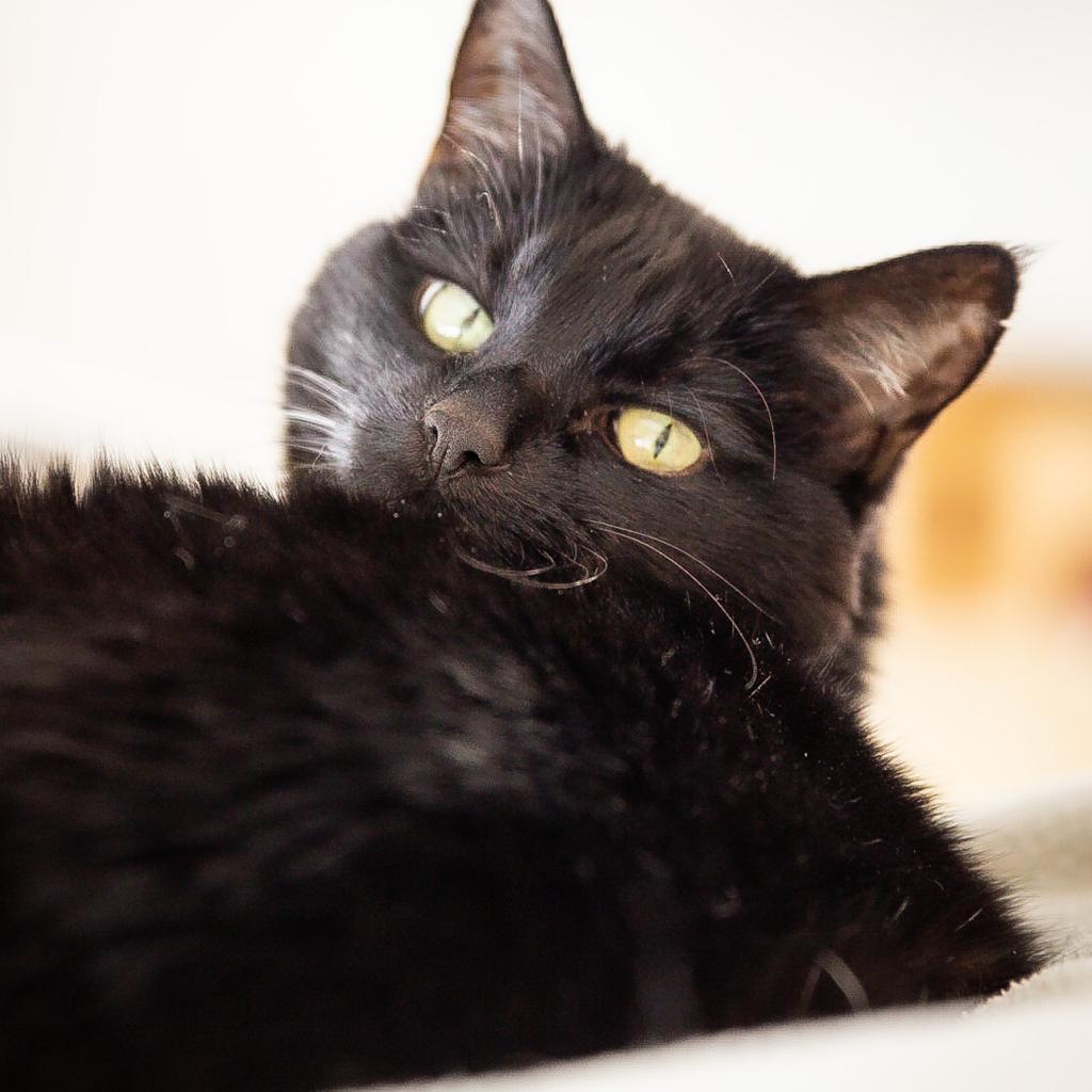 Enlarge Buddha, a Adoptable Domestic Short Hair in Durango, CO image 1/1