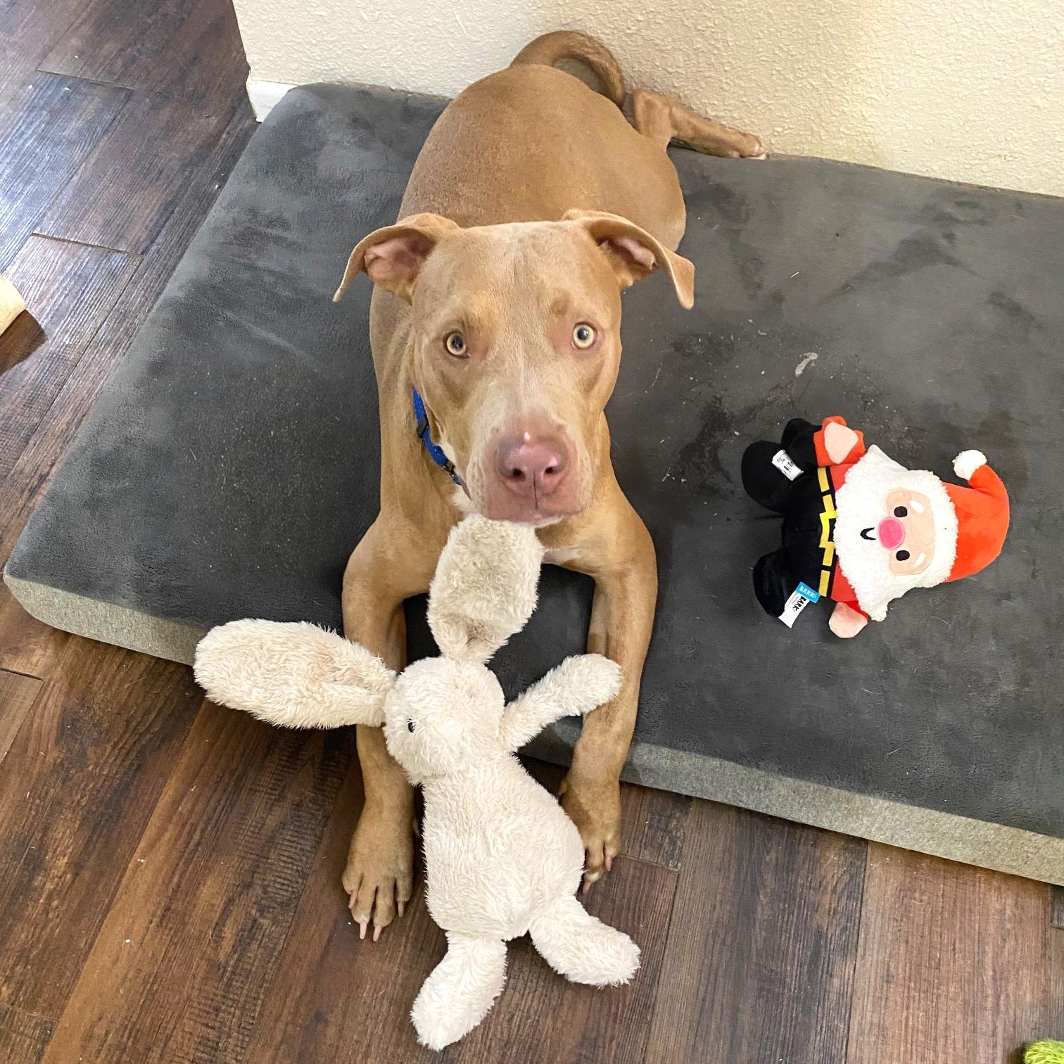 Spencer, Adoptable, Puppy Male American Bully & Terrier.