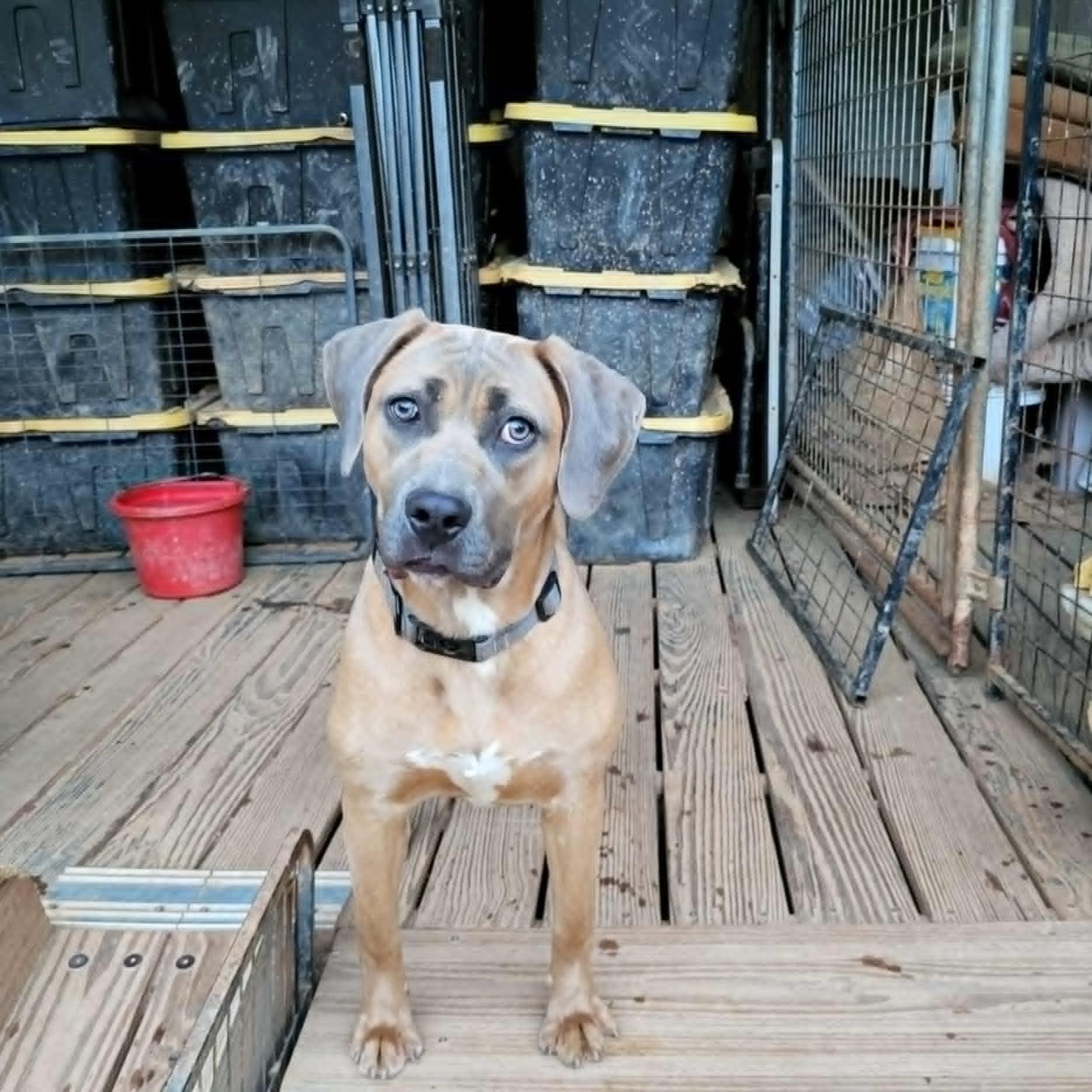 Fiona, Young Female Presa Canario