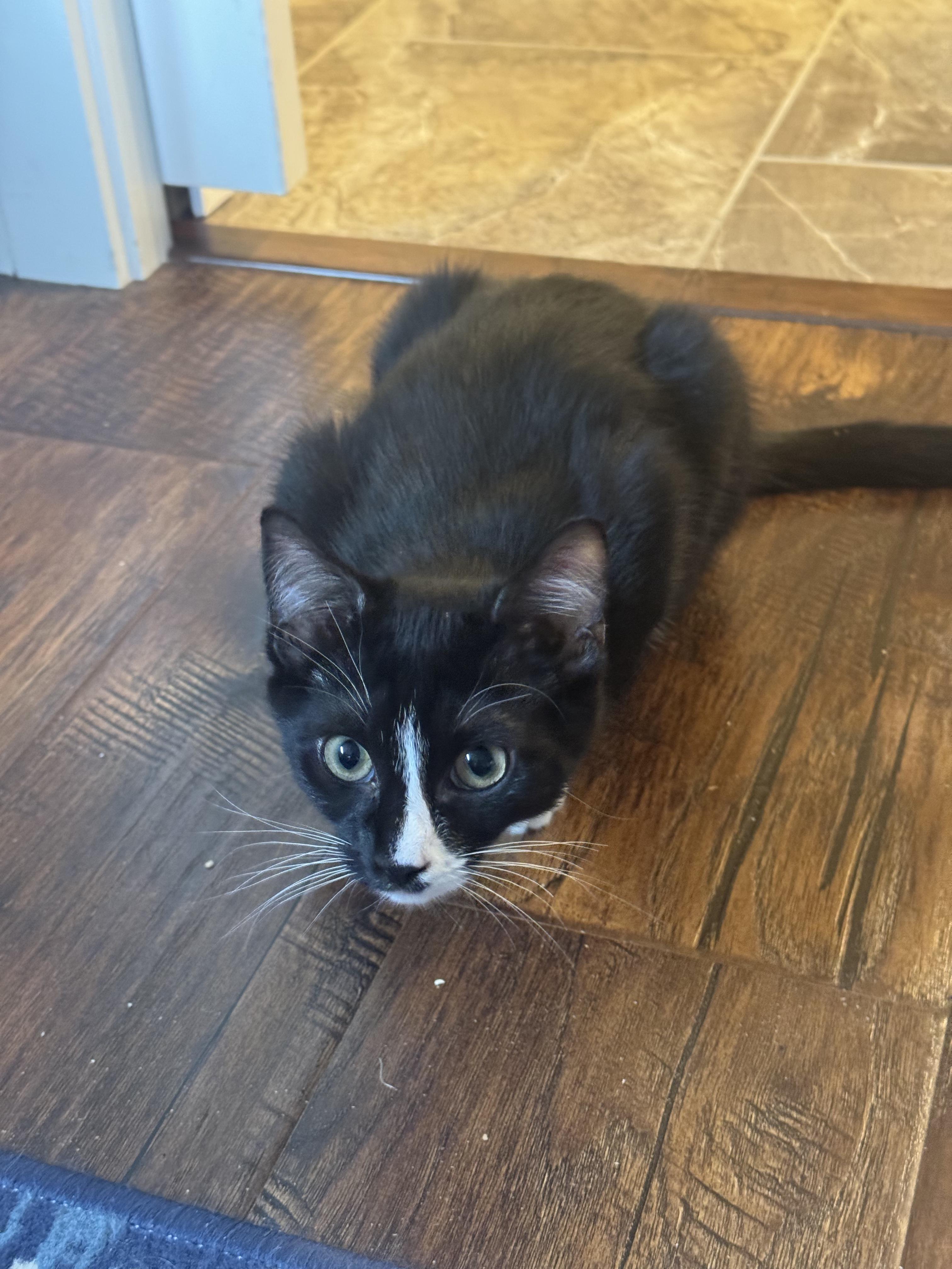 Jackie, an adoptable Tuxedo in Pasco, WA, 99301 | Photo Image 1