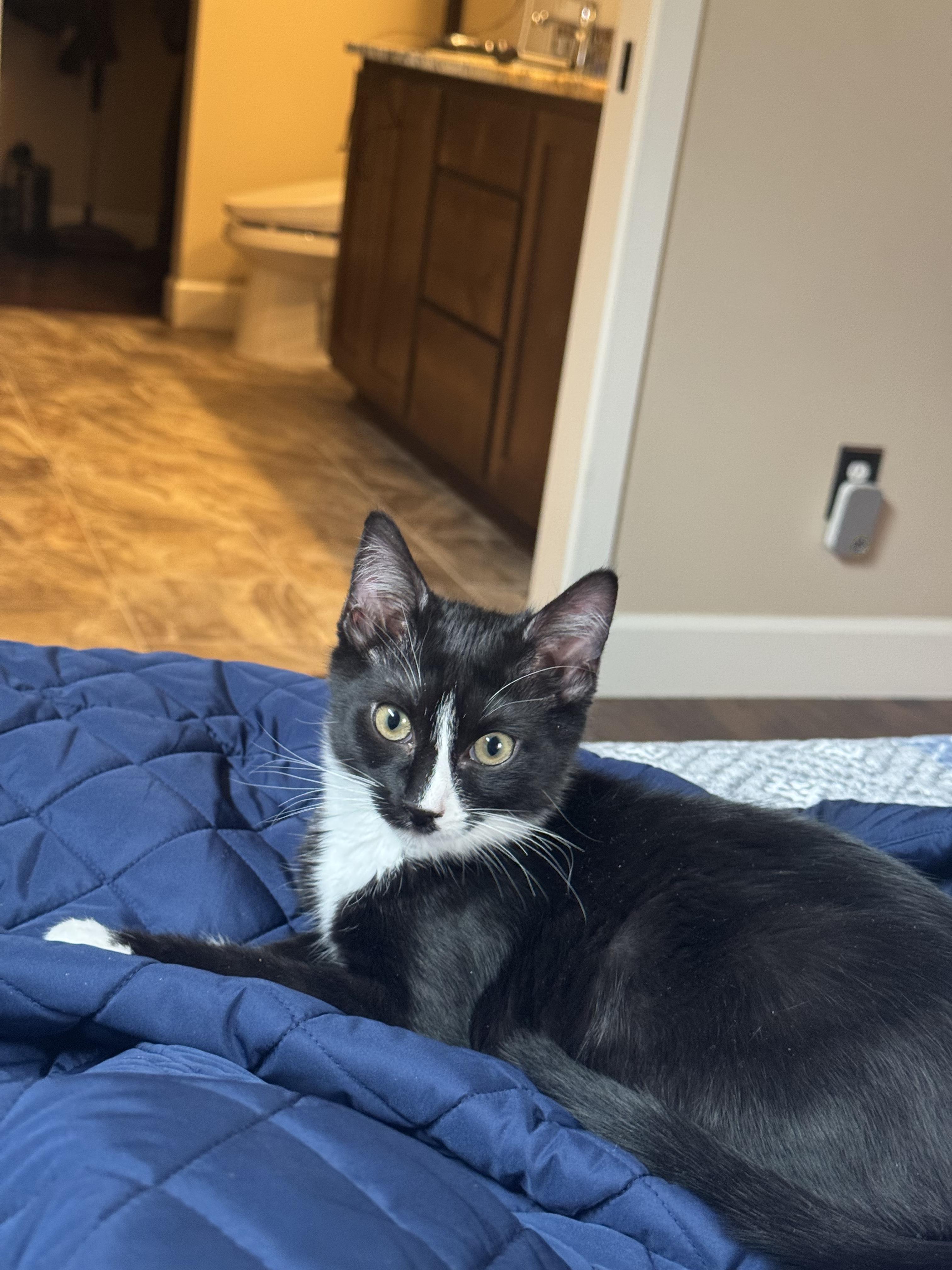 Jackie, an adoptable Tuxedo in Pasco, WA, 99301 | Photo Image 2