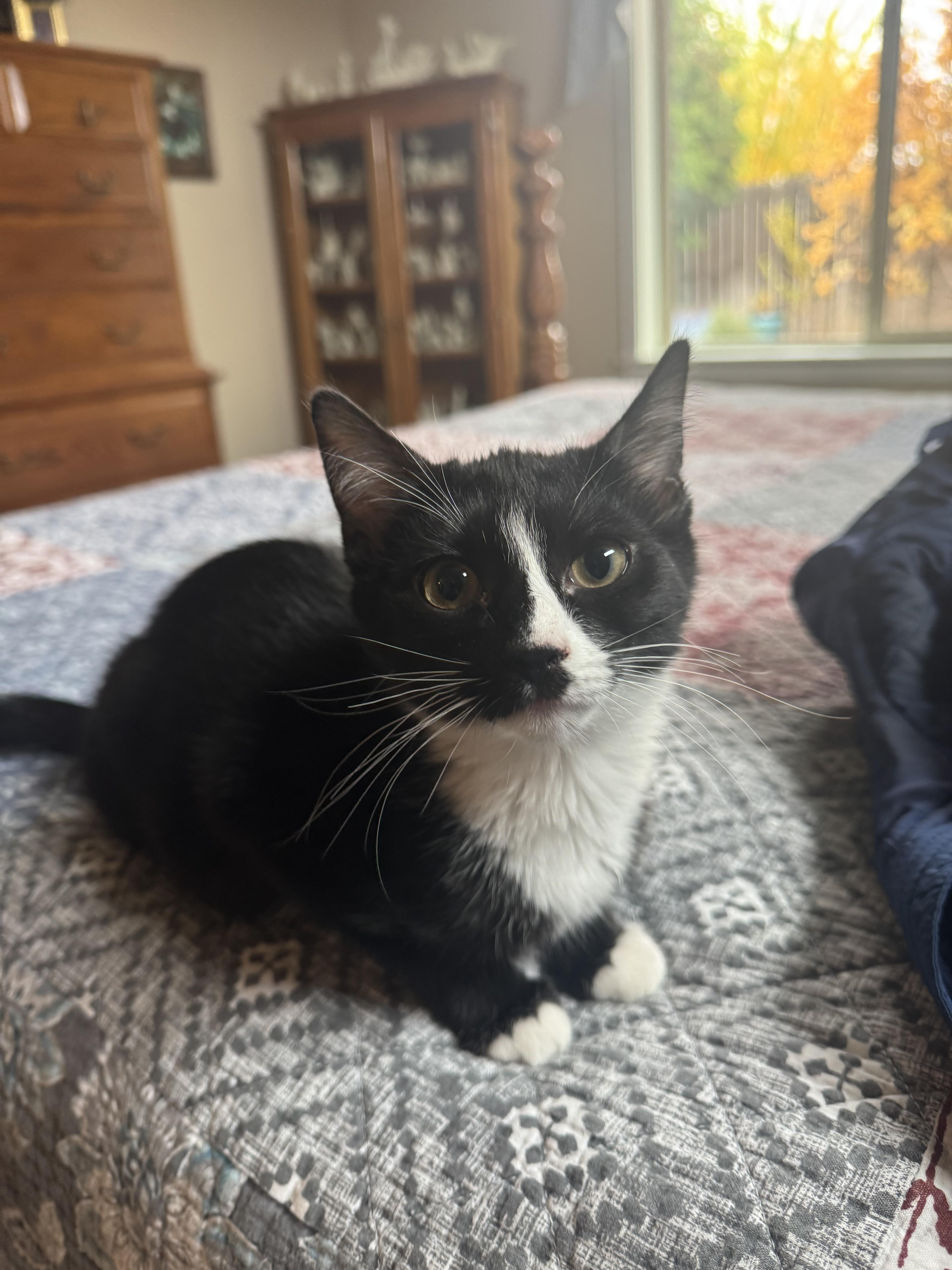 Jackie, an adoptable Tuxedo in Pasco, WA, 99301 | Photo Image 5