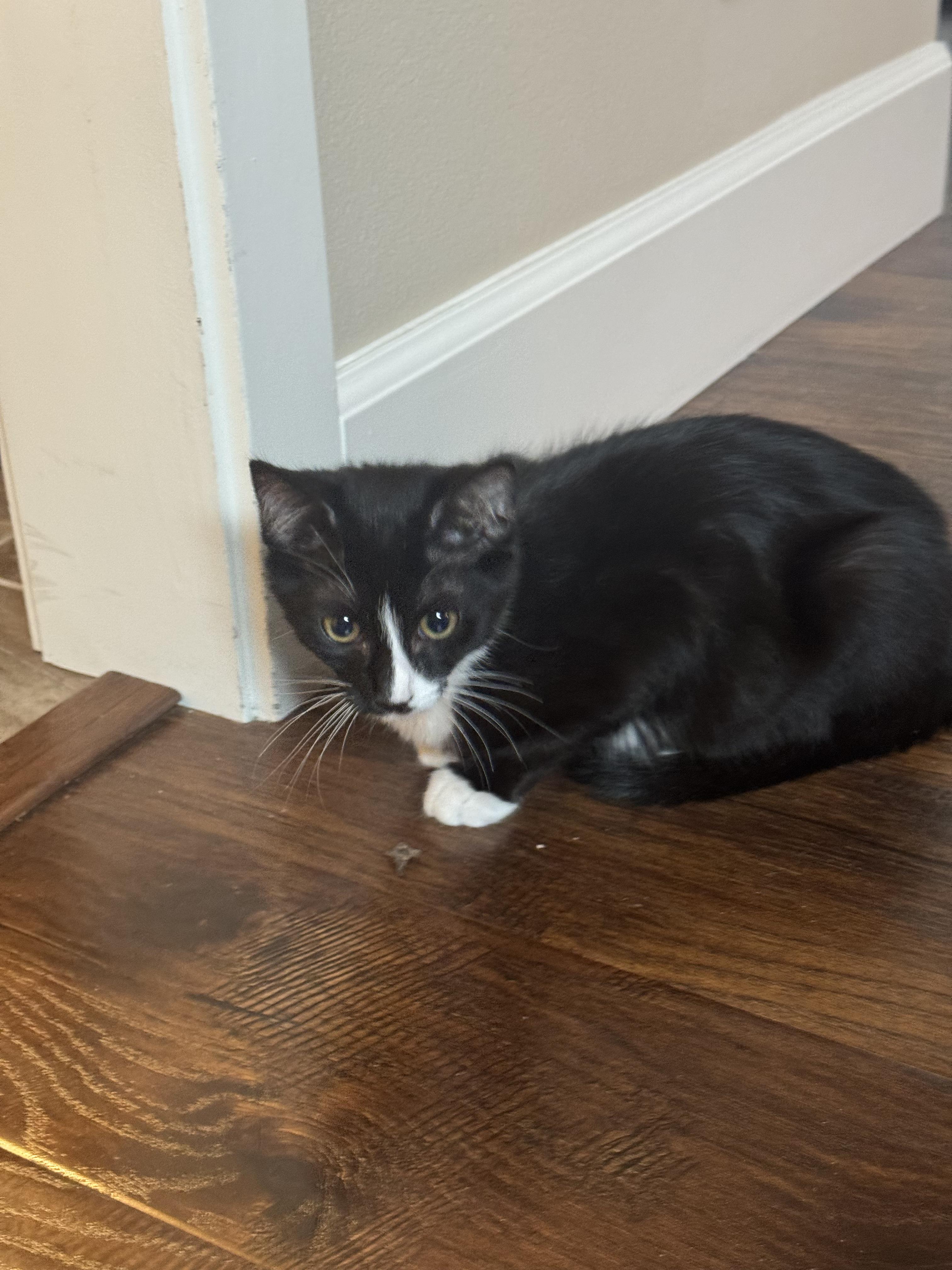 Jackie, an adoptable Tuxedo in Pasco, WA, 99301 | Photo Image 3