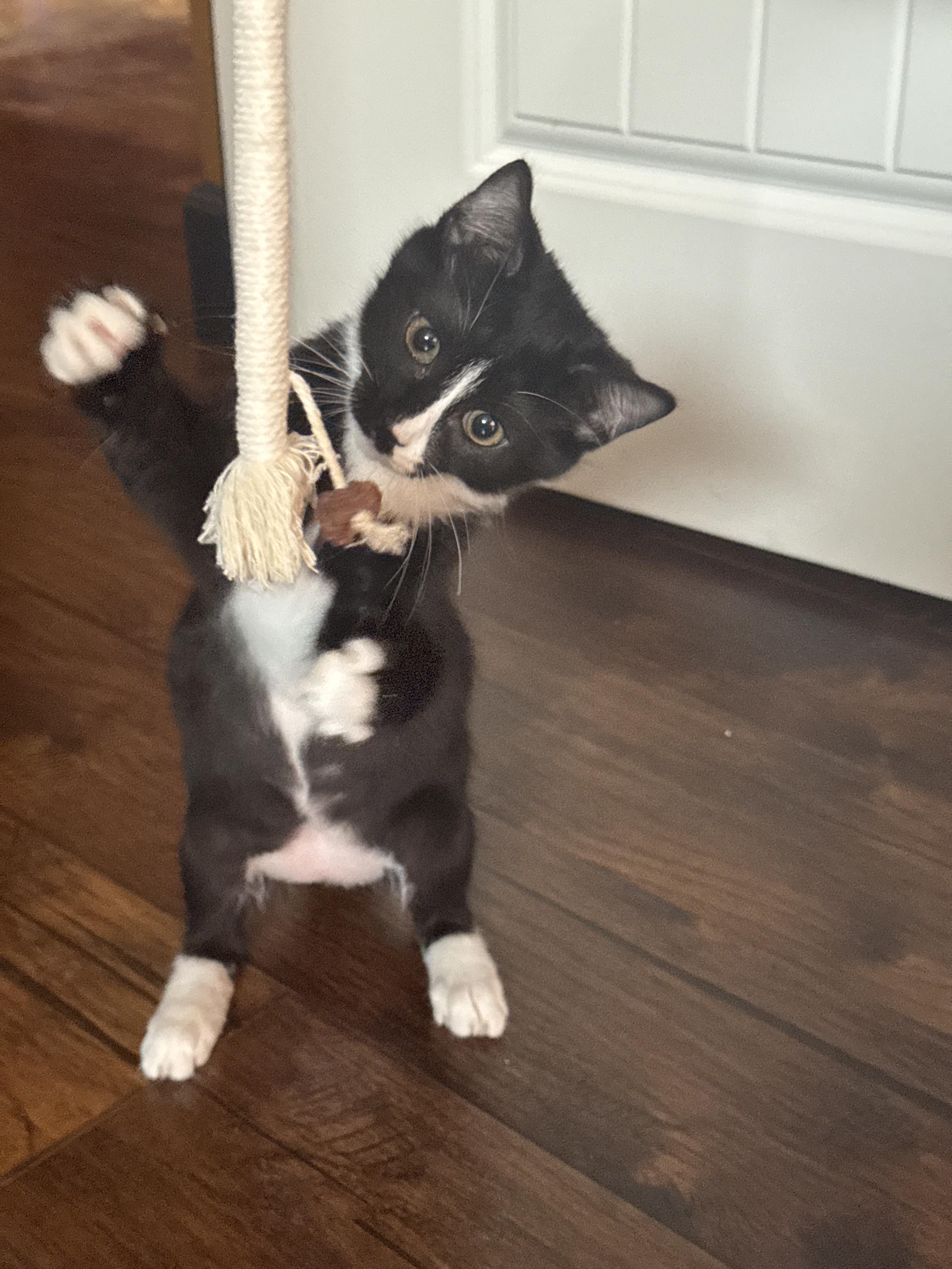 Jackie, an adoptable Tuxedo in Pasco, WA, 99301 | Photo Image 4