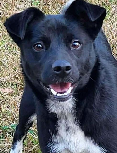 Lizzie, Adoptable, Adult Female Mixed Breed.