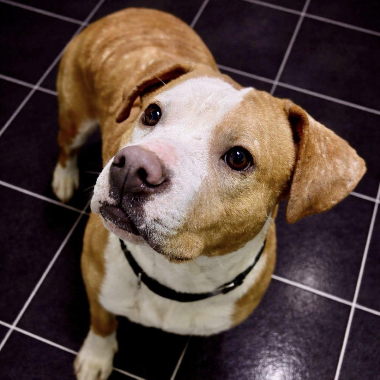Enlarge Tackle, a ADOPTABLE mixed breed in Battle Creek, MI image 1/1